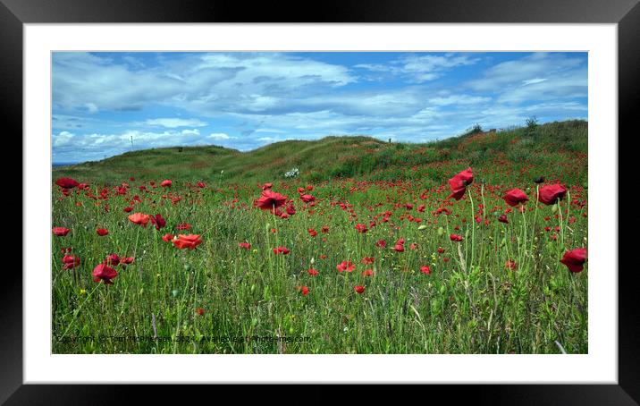Vibrant Poppies in Sunlight Framed Mounted Print by Tom McPherson
