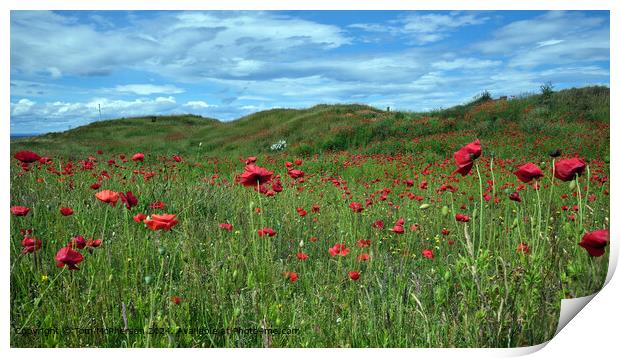 Vibrant Poppies in Sunlight Print by Tom McPherson