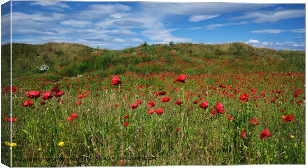 Red Poppies Sunlit Canvas Print by Tom McPherson