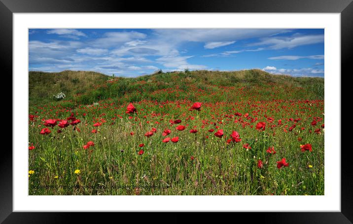 Red Poppies Sunlit Framed Mounted Print by Tom McPherson