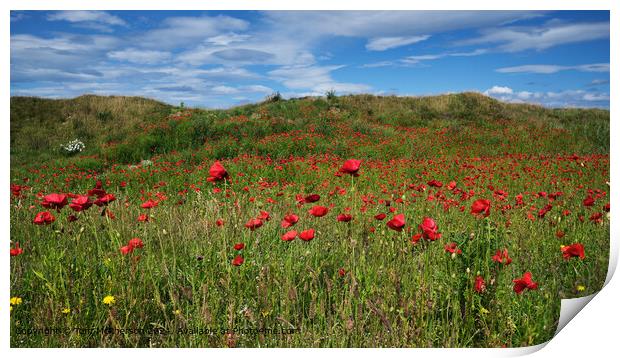Red Poppies Sunlit Print by Tom McPherson