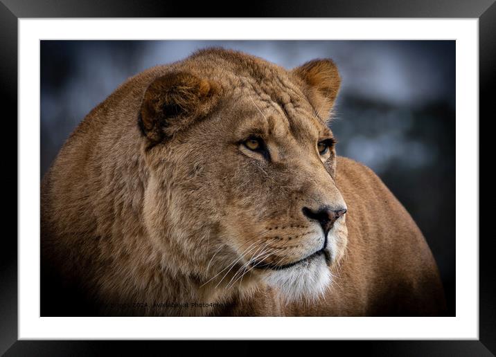 Lioness Safari Park Portrait Framed Mounted Print by Andrew Briggs