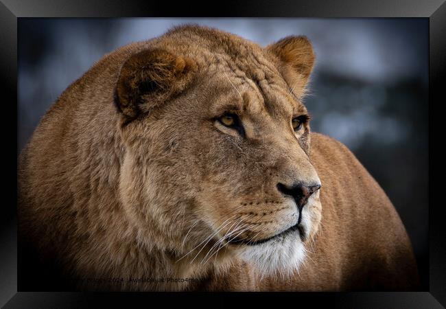 Lioness Safari Park Portrait Framed Print by Andrew Briggs