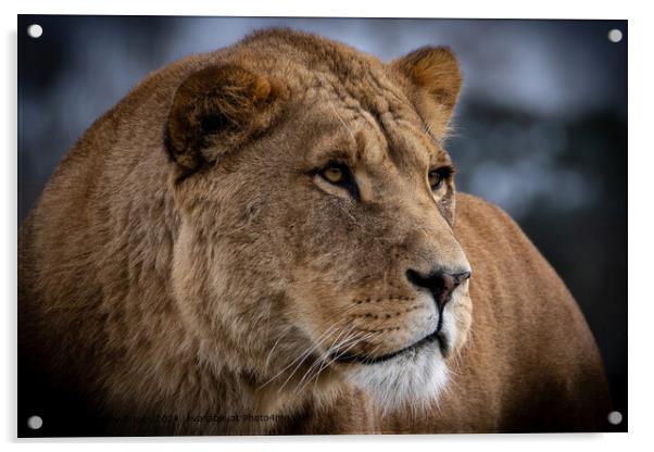 Lioness Safari Park Portrait Acrylic by Andrew Briggs
