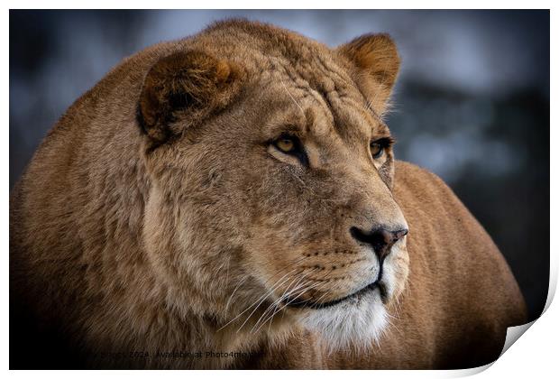 Lioness Safari Park Portrait Print by Andrew Briggs