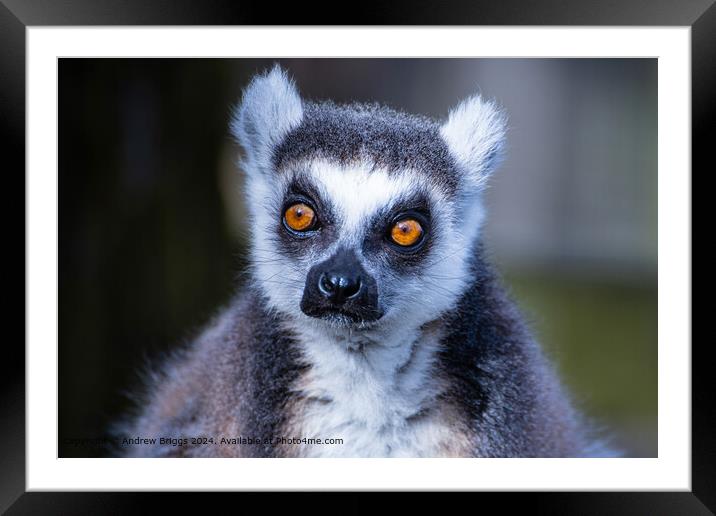 Portrait of a Lemur Framed Mounted Print by Andrew Briggs