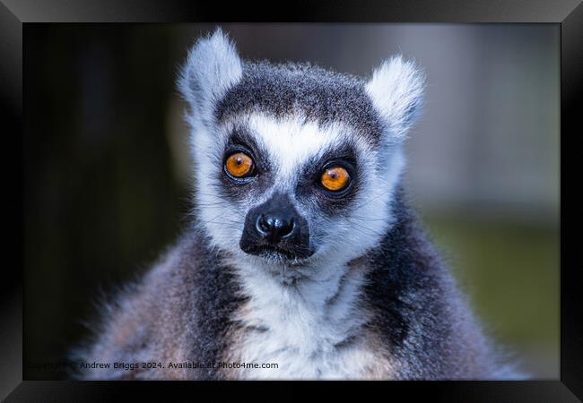 Portrait of a Lemur Framed Print by Andrew Briggs