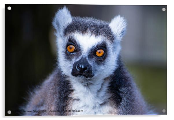 Portrait of a Lemur Acrylic by Andrew Briggs
