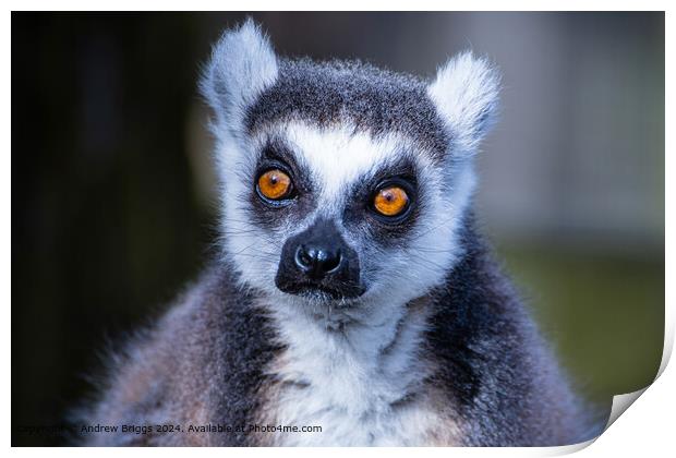 Portrait of a Lemur Print by Andrew Briggs