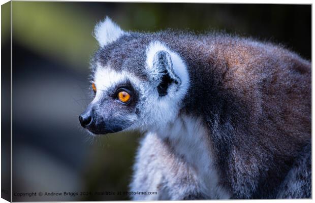 Thoughtful Lemur Portrait Canvas Print by Andrew Briggs