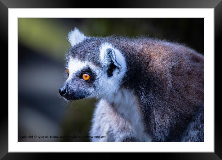 Thoughtful Lemur Portrait Framed Mounted Print by Andrew Briggs