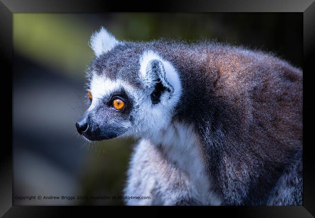 Thoughtful Lemur Portrait Framed Print by Andrew Briggs