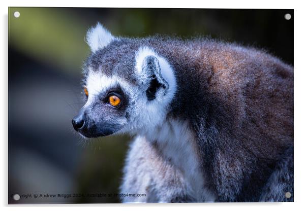 Thoughtful Lemur Portrait Acrylic by Andrew Briggs