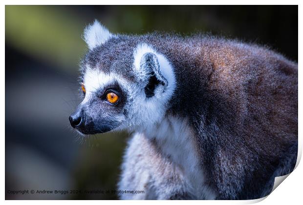 Thoughtful Lemur Portrait Print by Andrew Briggs