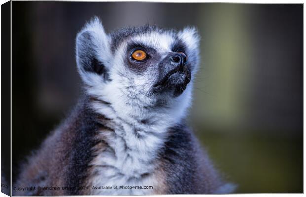 The concentration of the Lemur Canvas Print by Andrew Briggs