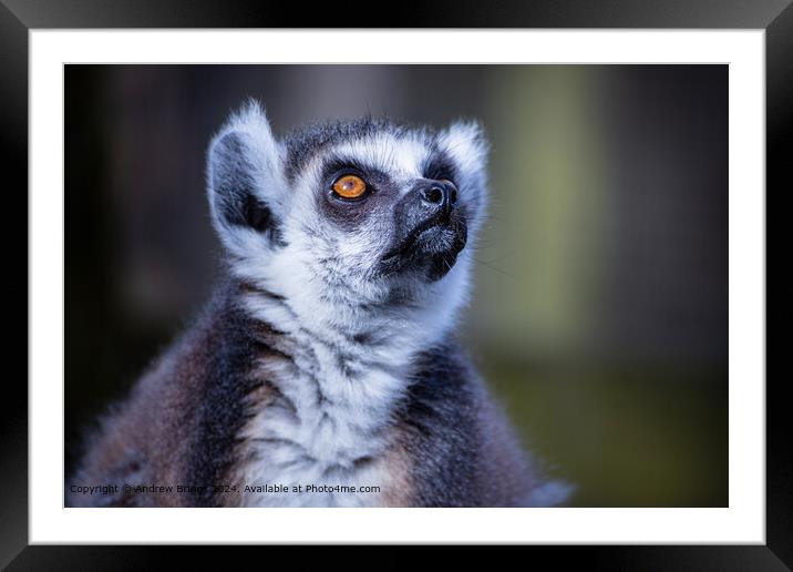 The concentration of the Lemur Framed Mounted Print by Andrew Briggs