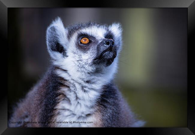 The concentration of the Lemur Framed Print by Andrew Briggs