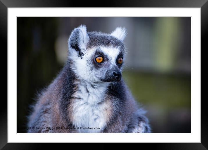 Colourful Lemur Portrait Framed Mounted Print by Andrew Briggs