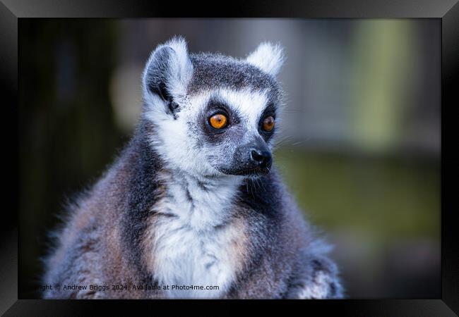 Colourful Lemur Portrait Framed Print by Andrew Briggs