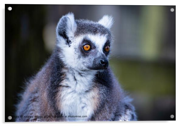 Colourful Lemur Portrait Acrylic by Andrew Briggs