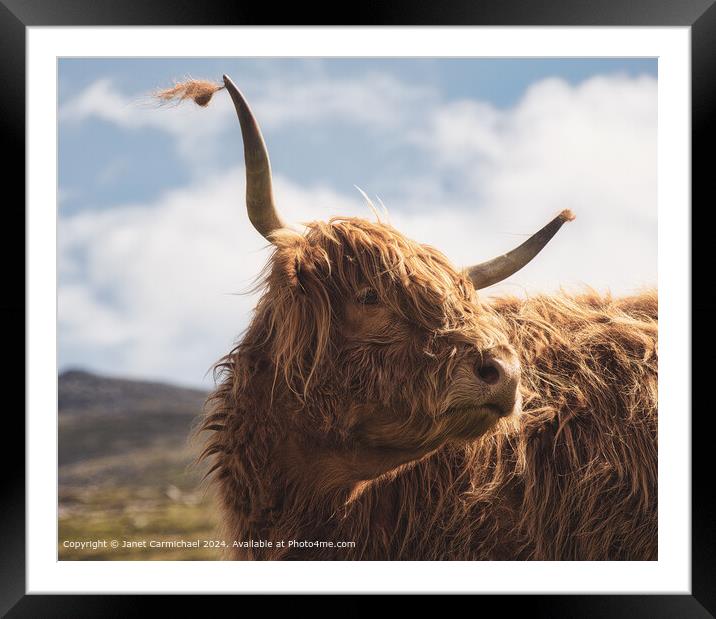 Highland Cow Portrait - The Gentle Giant Framed Mounted Print by Janet Carmichael