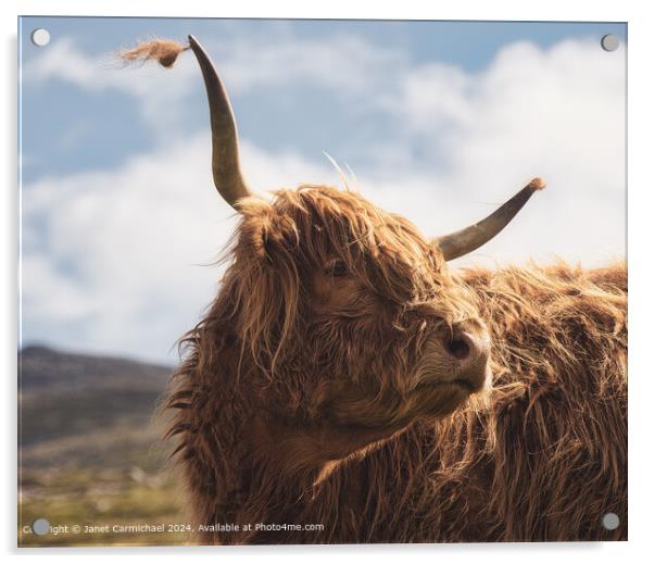 Highland Cow Portrait - The Gentle Giant Acrylic by Janet Carmichael