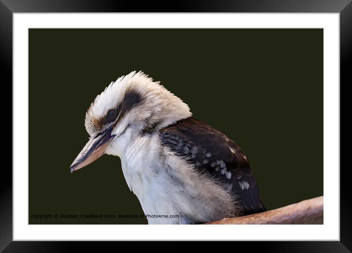 Laughing Kookaburra Framed Mounted Print by Stephen Chadbond