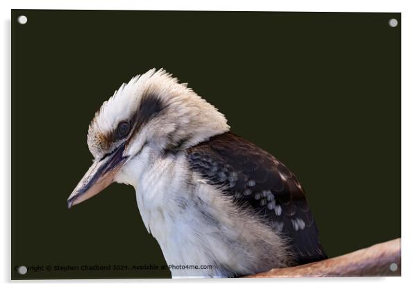 Laughing Kookaburra Acrylic by Stephen Chadbond