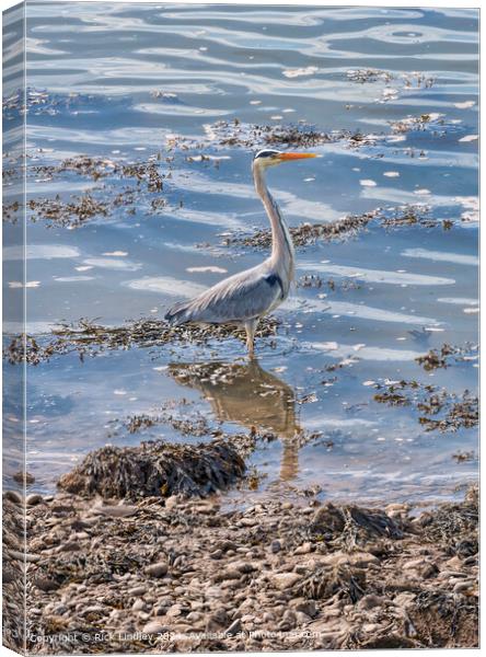 Heron, Sunlight, Conwy Canvas Print by Rick Lindley