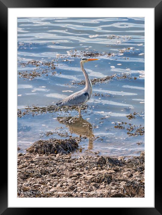 Heron, Sunlight, Conwy Framed Mounted Print by Rick Lindley