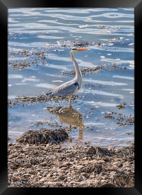 Heron, Sunlight, Conwy Framed Print by Rick Lindley