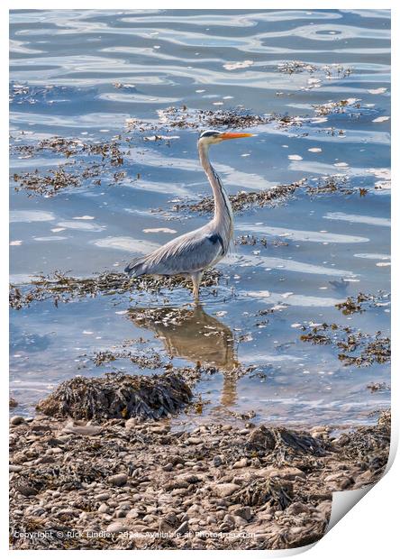 Heron, Sunlight, Conwy Print by Rick Lindley