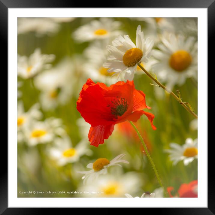 Sunlit Poppy and Daisy Field in South Street Framed Mounted Print by Simon Johnson