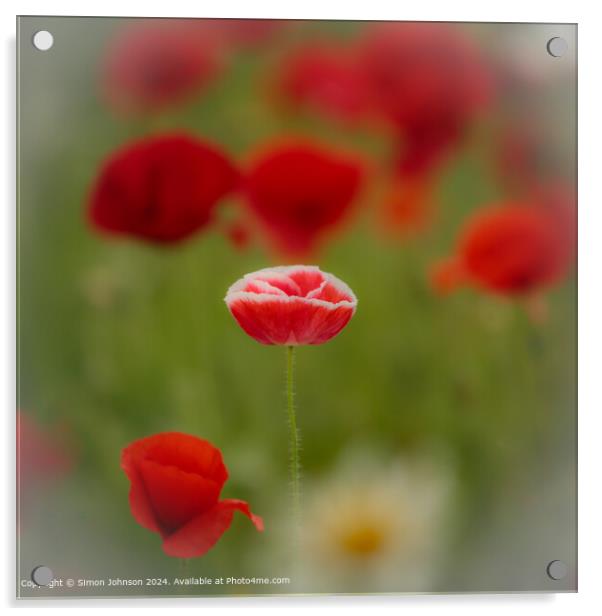Sunlit Poppy Field Landscape Acrylic by Simon Johnson