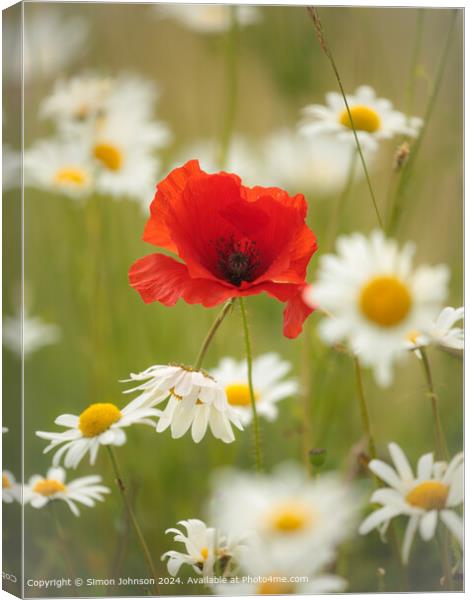 Sunlit Wind-Blown Poppy in daisies Cotswolds Gloucestershire  Canvas Print by Simon Johnson