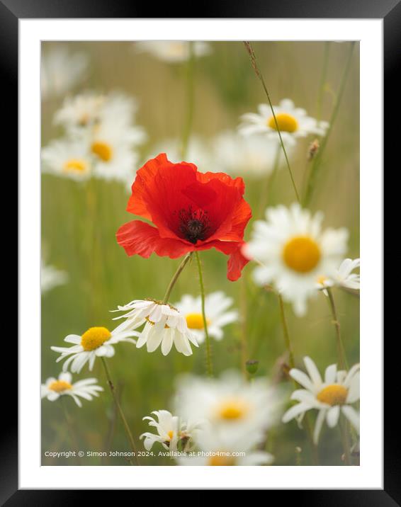 Sunlit Wind-Blown Poppy in daisies Cotswolds Gloucestershire  Framed Mounted Print by Simon Johnson