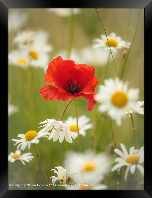 Sunlit Wind-Blown Poppy in daisies Cotswolds Gloucestershire  Framed Print by Simon Johnson