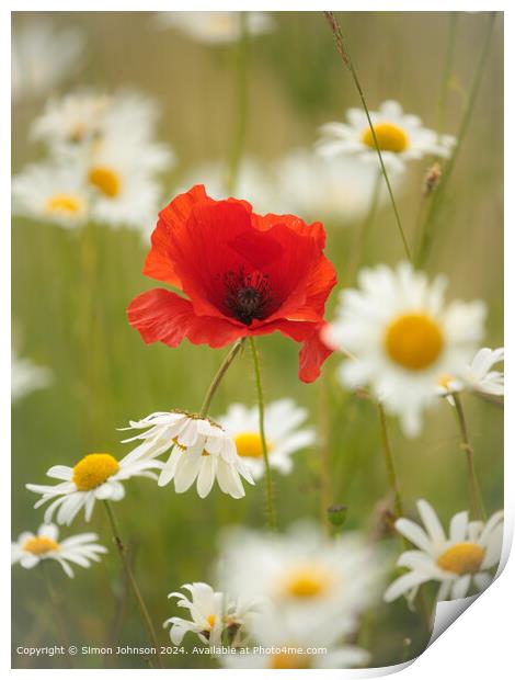 Sunlit Wind-Blown Poppy in daisies Cotswolds Gloucestershire  Print by Simon Johnson