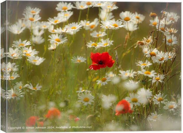 Sunlit Poppy and Daisies in the Cotswolds Canvas Print by Simon Johnson