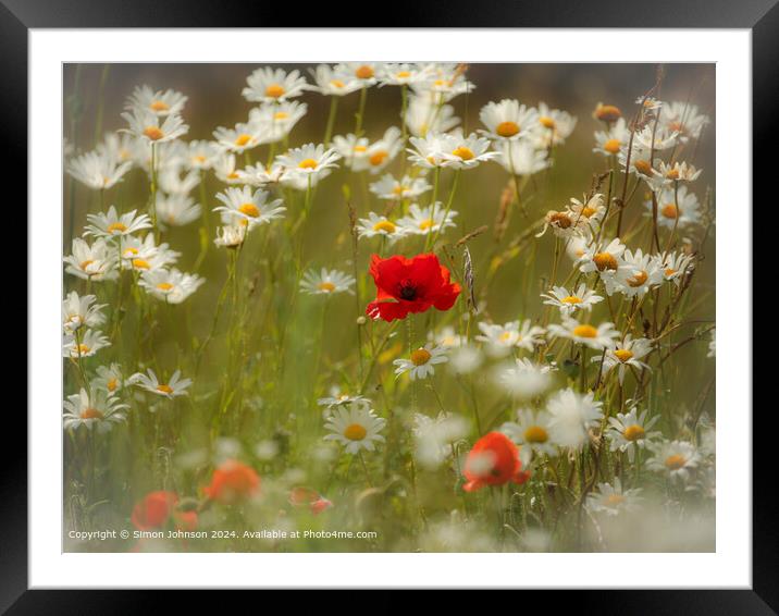 Sunlit Poppy and Daisies in the Cotswolds Framed Mounted Print by Simon Johnson