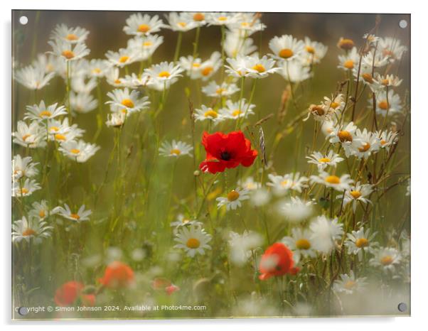 Sunlit Poppy and Daisies in the Cotswolds Acrylic by Simon Johnson