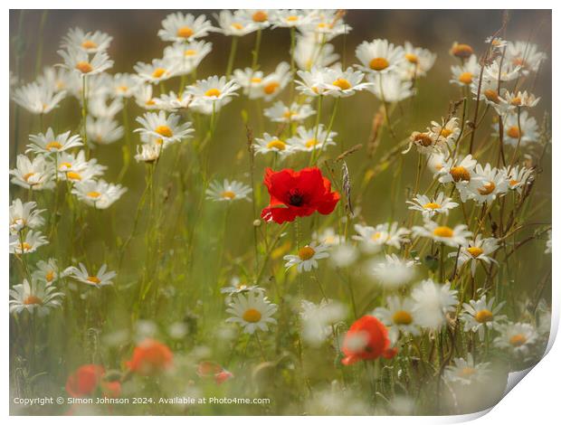 Sunlit Poppy and Daisies in the Cotswolds Print by Simon Johnson