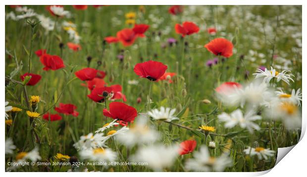 Sunlit Poppy and Daisies in Cotswolds Print by Simon Johnson