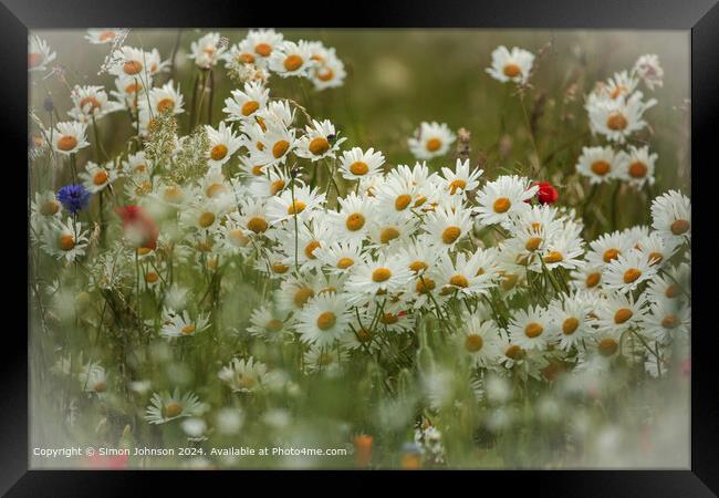 Sunlit  Daisies in the Cotswolds Framed Print by Simon Johnson