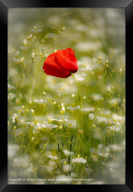 Sunlit Poppy and Daisies in Cotswolds Framed Print by Simon Johnson