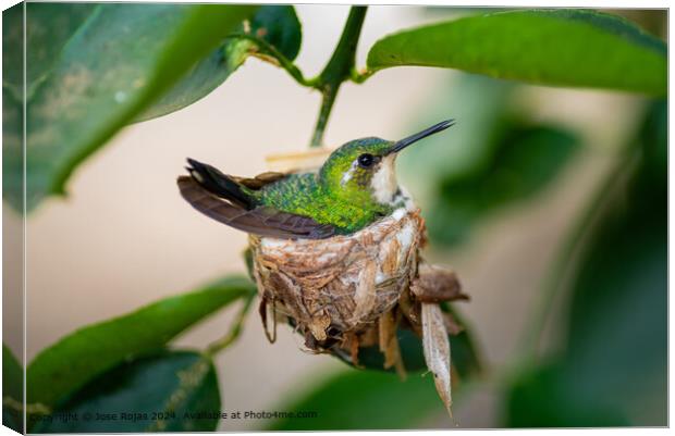 Close-up Hummingbird Nest Canvas Print by Jose Rojas