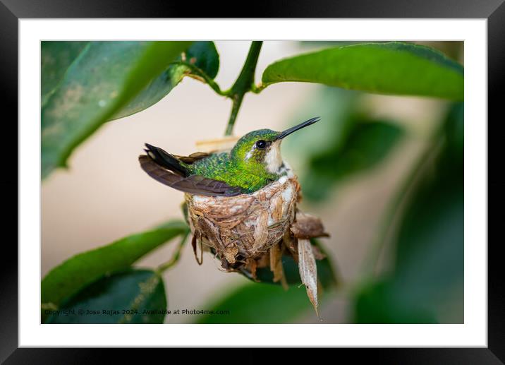 Close-up Hummingbird Nest Framed Mounted Print by Jose Rojas