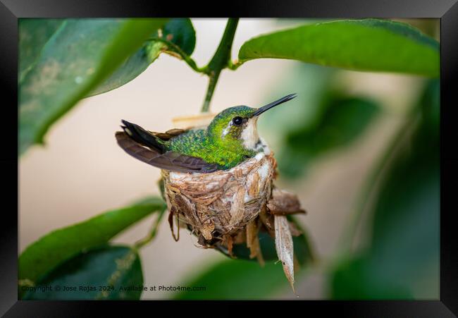 Close-up Hummingbird Nest Framed Print by Jose Rojas