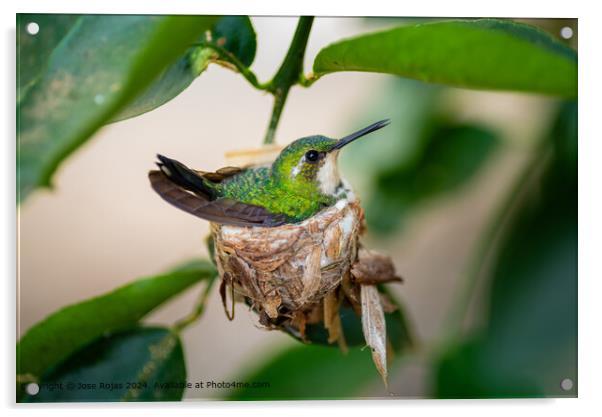 Close-up Hummingbird Nest Acrylic by Jose Rojas
