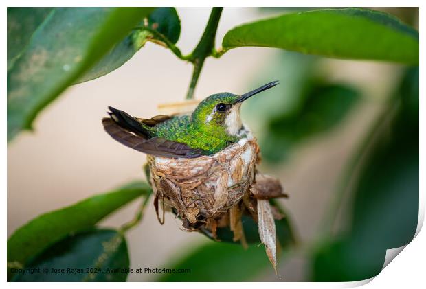 Close-up Hummingbird Nest Print by Jose Rojas